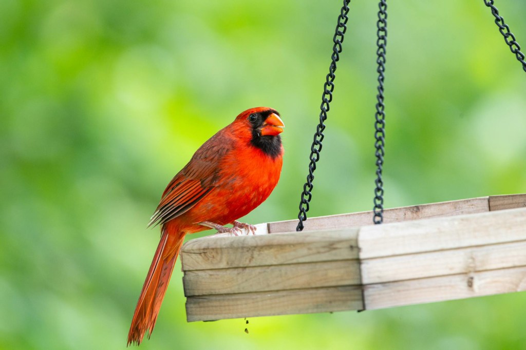 Red cardinal bird perched on a feeder 